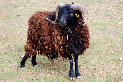 Moutons nains de l’île de Ouessant 