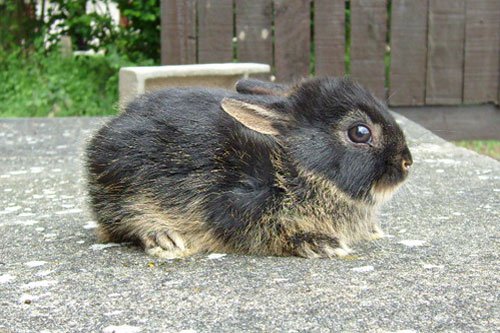  Lapins nains